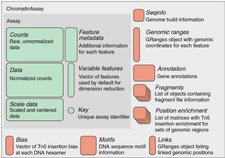 Design of a custom Assay for single-cell chromatin data. We designed a specialized ChromatinAssay class with the capacity to store data required for analysis of single-cell chromatin datasets. From: Stuart, et al. 2021. Nat Methods