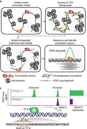 Schematic of ATAC-seq Transposition and Library Preparation. A) Overview of ATAC-seq steps: nuclei isolation, Tn5 transposase-mediated chromatin fragmentation and adapter insertion, PCR amplification, and high-throughput sequencing. C) Toy example of hypothetical ATAC-seq data: both cell types X and Y show peaks at gene A's promoter, but cell type X has an additional peak at an upstream enhancer, driving higher expression. From: Grandi, et al. 2022. Nature Protocols.